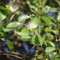 Capparis grandis L.f.